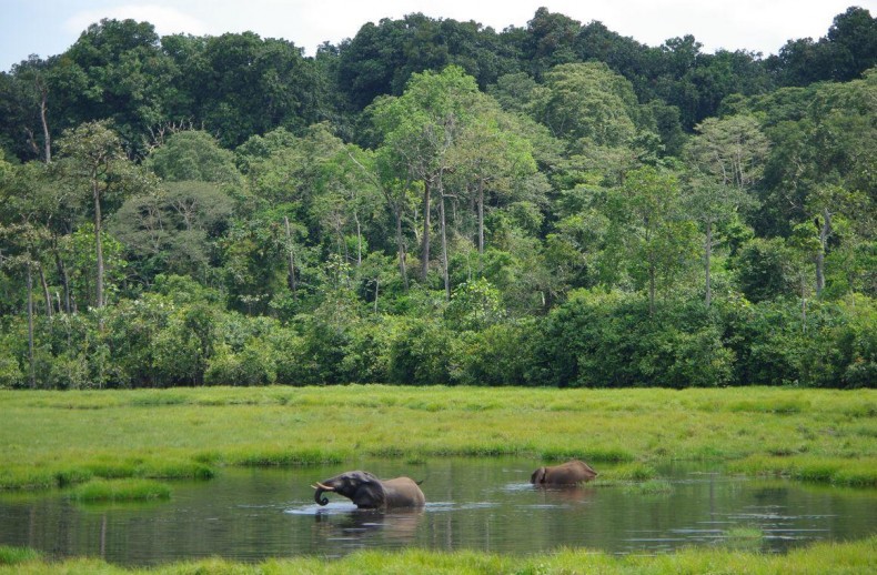 images/Doumenge-Elephants-PNNouabale-Ndoki.JPG